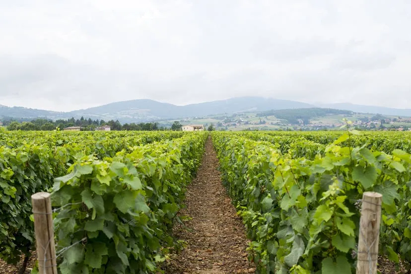 Rangs de vigne à Theizé, dans le Beaujolais