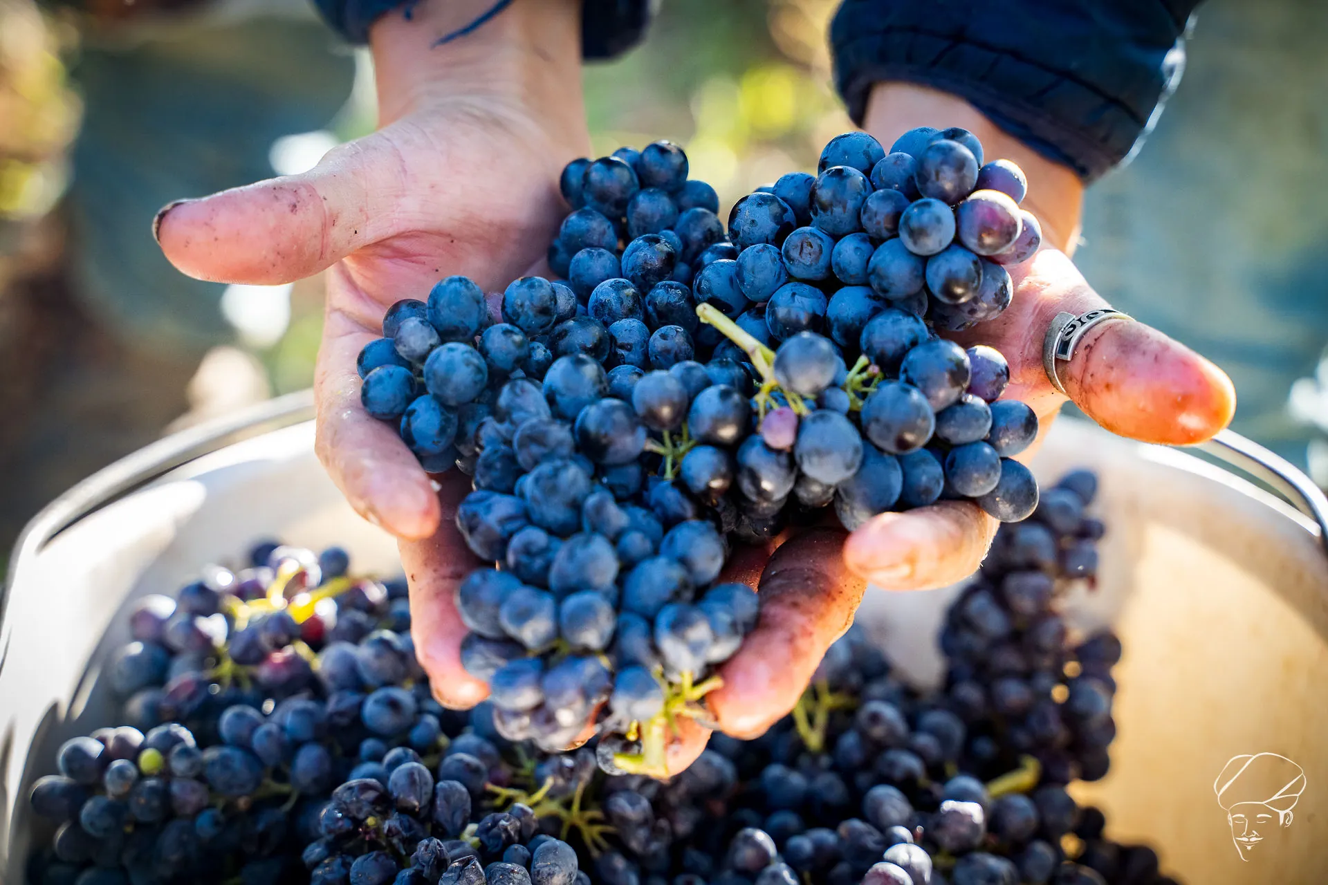 Des mains tiennent des grappes de raisin noir tout juste cueillies, au-dessus d’un seau de vendange
